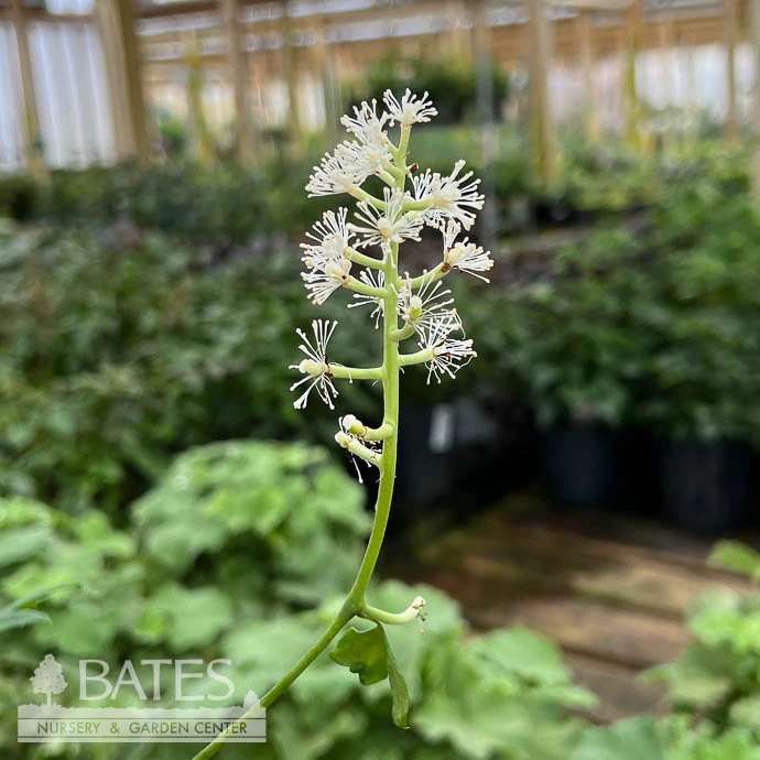 #1 Actaea (Cimicifuga) Pachypoda/ White Baneberry Native (TN) 4 #1 Actaea (Cimicifuga) Pachypoda/ White Baneberry Native (TN) - Image 2