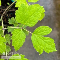 #1 Actaea (Cimicifuga) Pachypoda/ White Baneberry Native (TN) 7 #1 Actaea (Cimicifuga) Pachypoda/ White Baneberry Native (TN) -ANZ Trees Shop 1 actaea cimicifuga pachypoda white baneberry nati 2