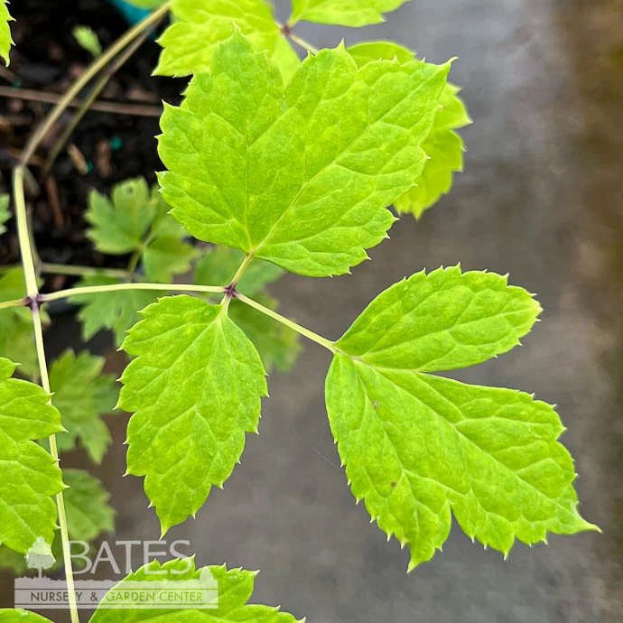 #1 Actaea (Cimicifuga) Pachypoda/ White Baneberry Native (TN) 5 #1 Actaea (Cimicifuga) Pachypoda/ White Baneberry Native (TN) - Image 3