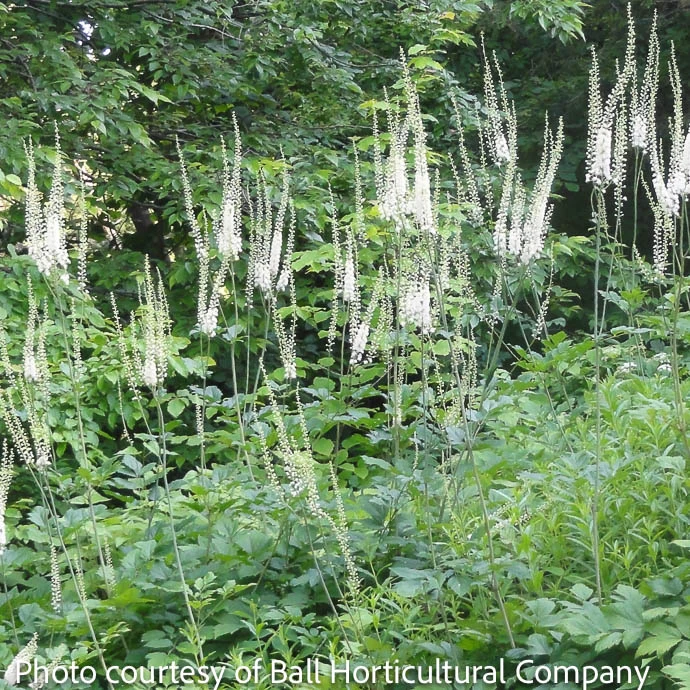 #1 Actaea (Cimicifuga) Racemosa/ Black Cohosh Or Snakeroot Native (TN) 3 #1 Actaea (Cimicifuga) Racemosa/ Black Cohosh Or Snakeroot Native (TN)