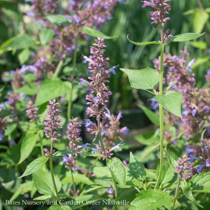 #1 Agastache Foe X Rug Blue Boa/ Giant Anise Hyssop 4 #1 Agastache Foe X Rug Blue Boa/ Giant Anise Hyssop - Image 2
