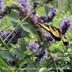 #1 Agastache Foe X Rug Blue Boa/ Giant Anise Hyssop 7 #1 Agastache Foe X Rug Blue Boa/ Giant Anise Hyssop -ANZ Trees Shop 1 agastache foe x rug blue boa giant anise hyssop 2
