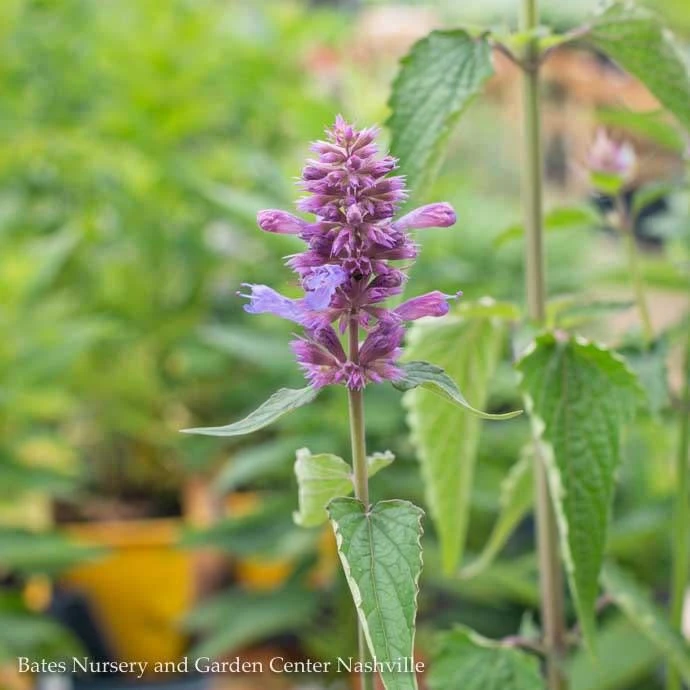 #1 Agastache Foe X Rug Blue Boa/ Giant Anise Hyssop 3 #1 Agastache Foe X Rug Blue Boa/ Giant Anise Hyssop