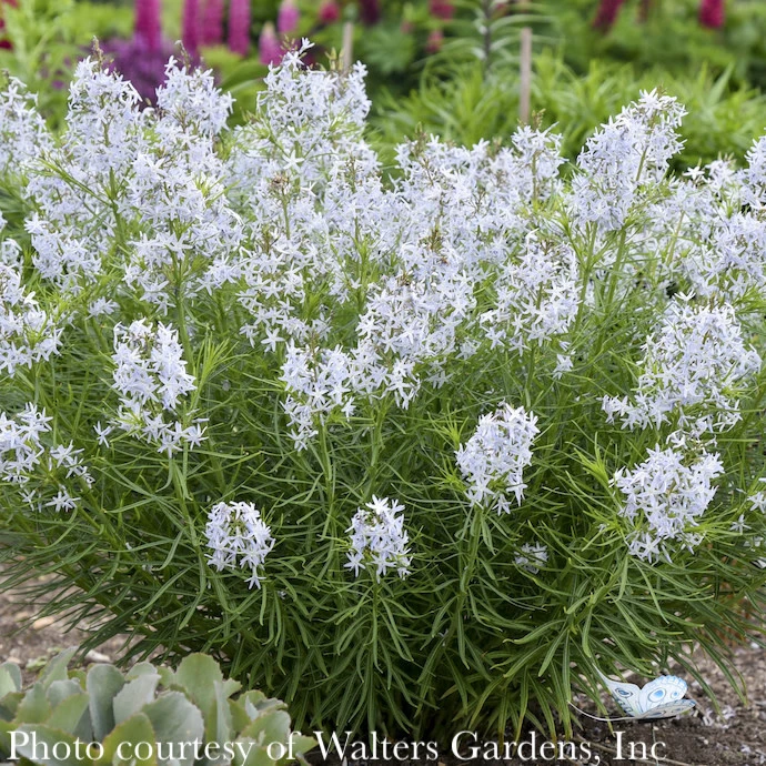 #1 Amsonia Hub String Theory/ Blue Star Native (R) 4 #1 Amsonia Hub String Theory/ Blue Star Native (R) - Image 3