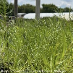 #1 Amsonia Hub String Theory/ Blue Star Native (R) 9 #1 Amsonia Hub String Theory/ Blue Star Native (R) -ANZ Trees Shop 1 amsonia hub string theory blue star native r 3