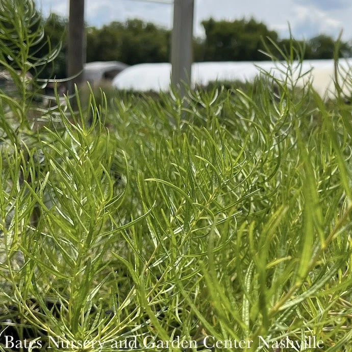 #1 Amsonia Hub String Theory/ Blue Star Native (R) 5 #1 Amsonia Hub String Theory/ Blue Star Native (R) - Image 4