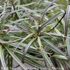 #1 Amsonia Hub String Theory/ Blue Star Native (R) 10 #1 Amsonia Hub String Theory/ Blue Star Native (R) -ANZ Trees Shop 1 amsonia hub string theory blue star native r 4