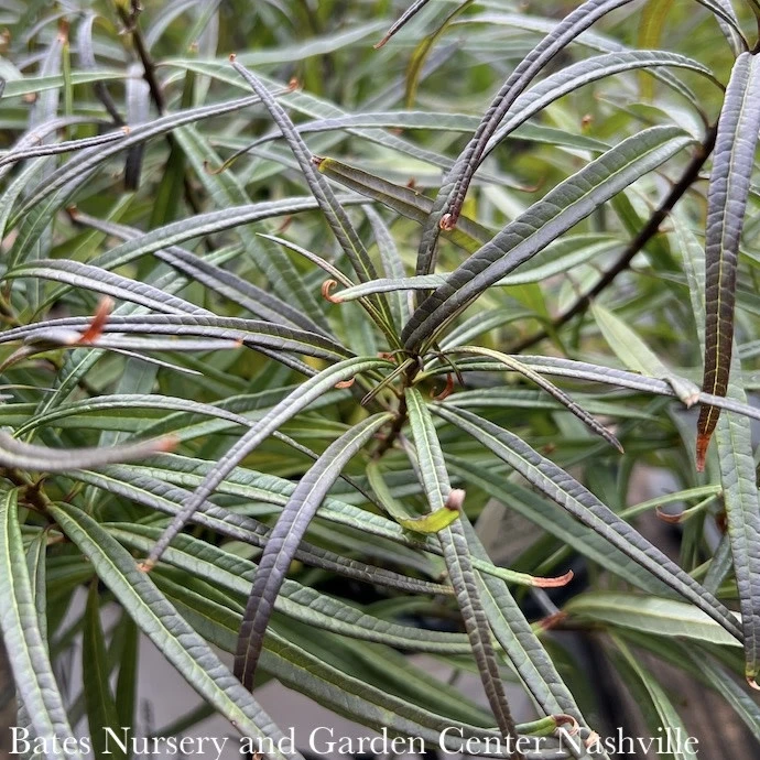 #1 Amsonia Hub String Theory/ Blue Star Native (R) 6 #1 Amsonia Hub String Theory/ Blue Star Native (R) - Image 5
