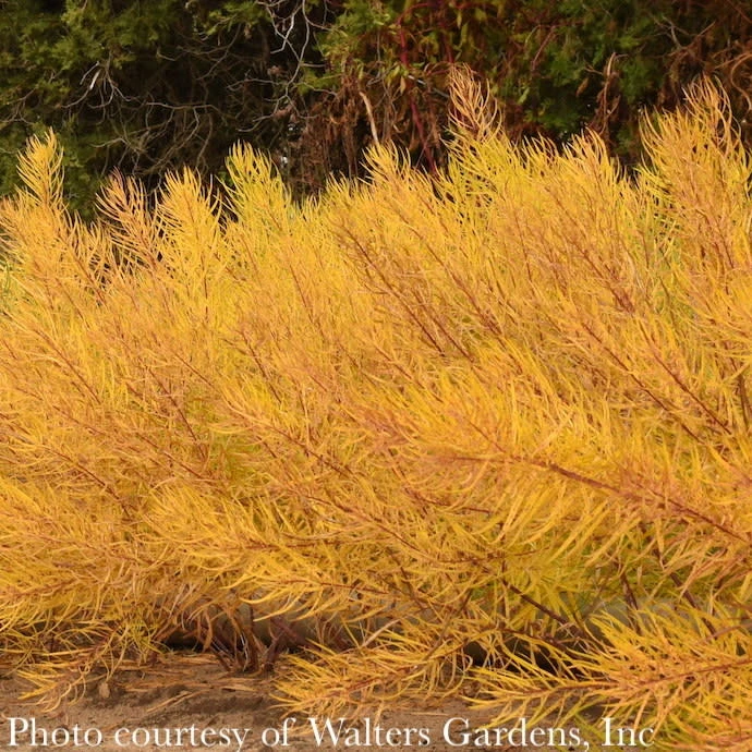 #1 Amsonia Hub String Theory/ Blue Star Native (R) 2 #1 Amsonia Hub String Theory/ Blue Star Native (R)