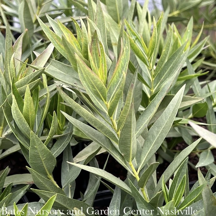 #1 Amsonia Tab Blue Ice/ Blue Star Flower Native (TN) 4 #1 Amsonia Tab Blue Ice/ Blue Star Flower Native (TN) - Image 2