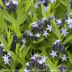 #1 Amsonia Tab Blue Ice/ Blue Star Flower Native (TN)