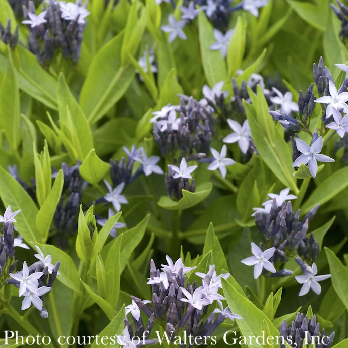 #1 Amsonia Tab Blue Ice/ Blue Star Flower Native (TN) 3 #1 Amsonia Tab Blue Ice/ Blue Star Flower Native (TN)