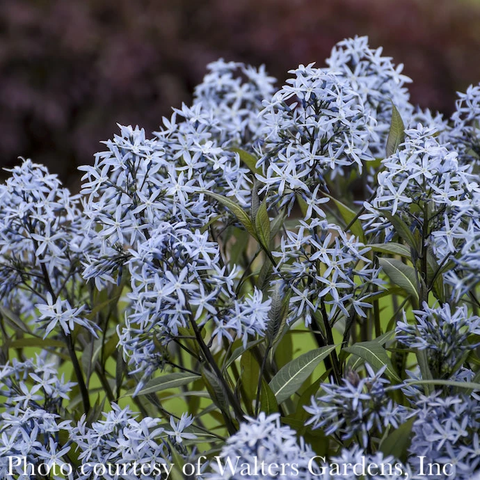 #1 Amsonia Tab Storm Cloud/ Bluestar Flower Native (TN) 4 #1 Amsonia Tab Storm Cloud/ Bluestar Flower Native (TN) - Image 2