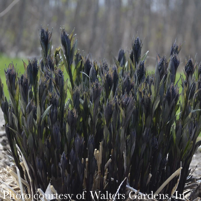 #1 Amsonia Tab Storm Cloud/ Bluestar Flower Native (TN) 3 #1 Amsonia Tab Storm Cloud/ Bluestar Flower Native (TN)