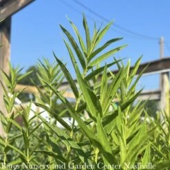 #1 Asclepias Inc Iceberg/ White Swamp Milkweed Native (TN)