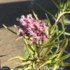 #1 Asclepias Inc Soulmate/ Pink Swamp Milkweed Native (TN) 1 #1 Asclepias Inc Soulmate/ Pink Swamp Milkweed Native (TN) -ANZ Trees Shop 1 asclepias inc soulmate pink swamp milkweed nativ
