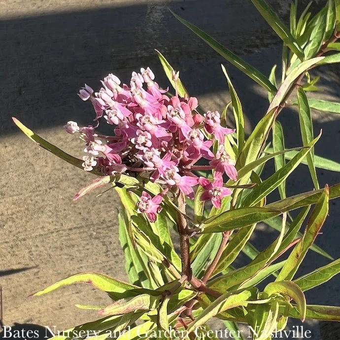 #1 Asclepias Inc Soulmate/ Pink Swamp Milkweed Native (TN) 3 #1 Asclepias Inc Soulmate/ Pink Swamp Milkweed Native (TN)
