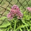 #1 Asclepias Incarnata AB/ Pink Swamp Milkweed Native (TN) 2 #1 Asclepias Incarnata AB/ Pink Swamp Milkweed Native (TN) -ANZ Trees Shop 1 asclepias incarnata ab pink swamp milkweed nativ