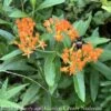 #1Asclepias Tuberosa/ Butterfly Weed Native (TN) -ANZ Trees Shop 1 asclepias tuberosa butterfly weed native tn