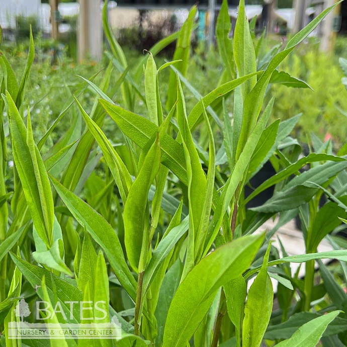 #1 Aster Laeve Var Laeve (Symphyotrichum)/ Smooth Blue Native (TN) 3 #1 Aster Laeve Var Laeve (Symphyotrichum)/ Smooth Blue Native (TN)