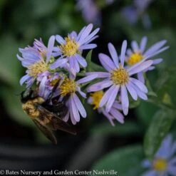 #1 Aster Laevis (Symphyotrichum Laeve) Bluebird AB/ Smooth Blue Native (R) -ANZ Trees Shop 1 aster laevis symphyotrichum laeve bluebird ab sm 1