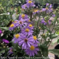 #1 Aster Laevis (Symphyotrichum Laeve) Bluebird AB/ Smooth Blue Native (R) -ANZ Trees Shop 1 aster laevis symphyotrichum laeve bluebird ab sm 2