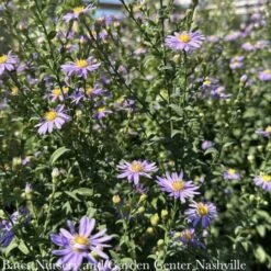 #1 Aster Laevis (Symphyotrichum Laeve) Bluebird AB/ Smooth Blue Native (R) -ANZ Trees Shop 1 aster laevis symphyotrichum laeve bluebird ab sm 3