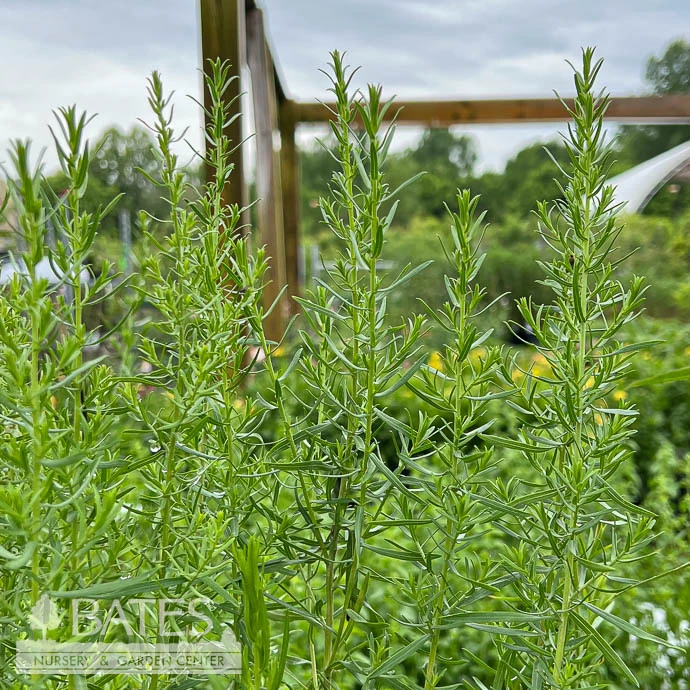 #1 Aster (Symphyotrichum) Ericoides/ White Heath Native (TN) 3 #1 Aster (Symphyotrichum) Ericoides/ White Heath Native (TN)
