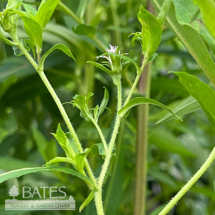 #1 Aster (Symphyotrichum) Puniceus/ Purple Stemmed Swamp Aster Native (TN) 4 #1 Aster (Symphyotrichum) Puniceus/ Purple Stemmed Swamp Aster Native (TN) - Image 2
