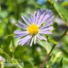 #1 Aster (Symphyotrichum) Puniceus/ Purple Stemmed Swamp Aster Native (TN) 2 #1 Aster (Symphyotrichum) Puniceus/ Purple Stemmed Swamp Aster Native (TN) -ANZ Trees Shop 1 aster symphyotrichum puniceus purple stemmed swa