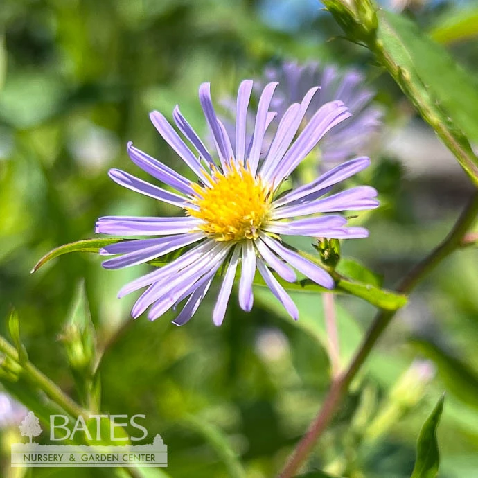 #1 Aster (Symphyotrichum) Puniceus/ Purple Stemmed Swamp Aster Native (TN) 3 #1 Aster (Symphyotrichum) Puniceus/ Purple Stemmed Swamp Aster Native (TN)