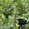 #1 Athyrium Nip Apple Court/ Japanese Painted Fern 1 #1 Athyrium Nip Apple Court/ Japanese Painted Fern -ANZ Trees Shop 1 athyrium nip apple court japanese painted fern