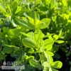 #1 Baptisia Australis Caspian Blue/ False Indigo Native (TN) 2 #1 Baptisia Australis Caspian Blue/ False Indigo Native (TN) -ANZ Trees Shop 1 baptisia australis caspian blue false indigo nat
