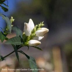 #1 Chelone Glabra/ White Turtlehead Native (TN) -ANZ Trees Shop 1 chelone glabra white turtlehead native tn 1