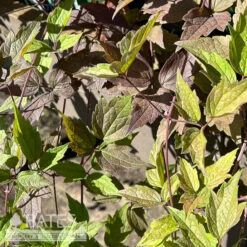 #1 Clematis Virginiana/ Virgin's Bower Native (TN)