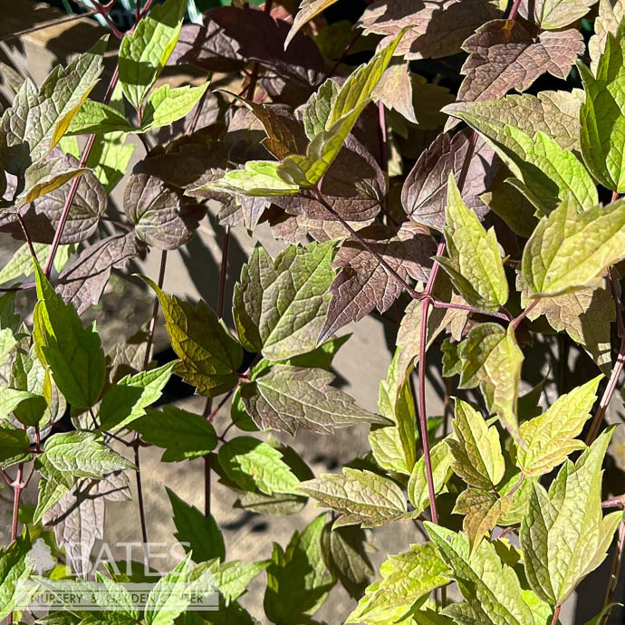 #1 Clematis Virginiana/ Virgin's Bower Native (TN) 3 #1 Clematis Virginiana/ Virgin's Bower Native (TN)