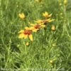 #1 Coreopsis Vert Sizzle & Spice 'Curry Up'/ Yellow And Red Tickseed Native (TN) 2 #1 Coreopsis Vert Sizzle & Spice 'Curry Up'/ Yellow And Red Tickseed Native (TN) -ANZ Trees Shop 1 coreopsis vert sizzle spice curry up yellow and