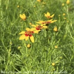 #1 Coreopsis Vert Sizzle & Spice 'Curry Up'/ Yellow And Red Tickseed Native (TN)