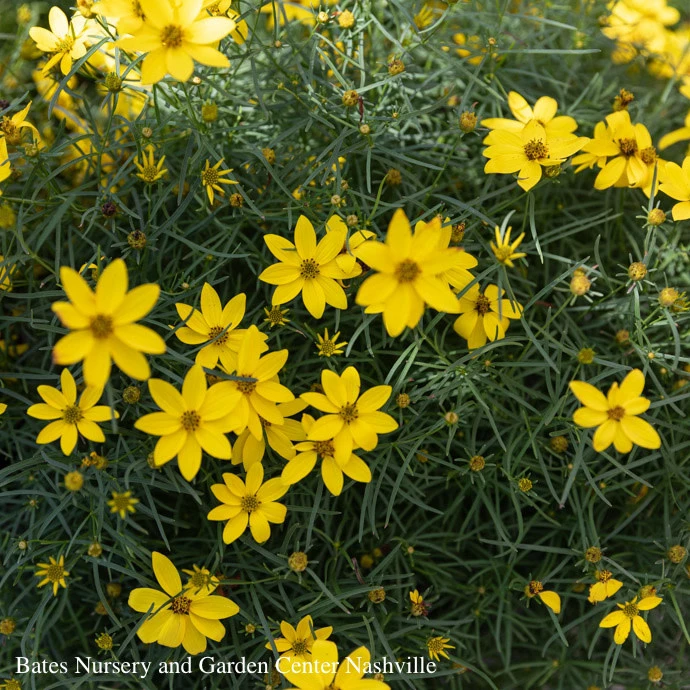 #1 Coreopsis Vert Zagreb/ Yellow Whorled Tickseed Native (TN) 4 #1 Coreopsis Vert Zagreb/ Yellow Whorled Tickseed Native (TN) - Image 2