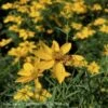 #1 Coreopsis Vert Zagreb/ Yellow Whorled Tickseed Native (TN) 1 #1 Coreopsis Vert Zagreb/ Yellow Whorled Tickseed Native (TN) -ANZ Trees Shop 1 coreopsis vert zagreb yellow whorled tickseed na