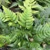 #1 Dryopteris Ery Compacta/ Autumn Fern 1 #1 Dryopteris Ery Compacta/ Autumn Fern -ANZ Trees Shop 1 dryopteris ery compacta autumn fern
