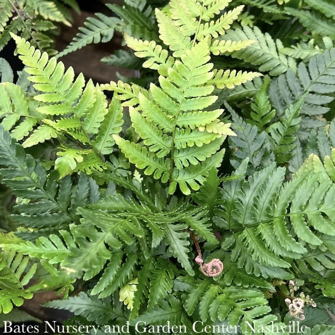 #1 Dryopteris Ery Compacta/ Autumn Fern 3 #1 Dryopteris Ery Compacta/ Autumn Fern