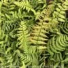 #1 Dryopteris Wallichiana Jurassic Gold/ Wood Fern -ANZ Trees Shop 1 dryopteris wallichiana jurassic gold wood fern