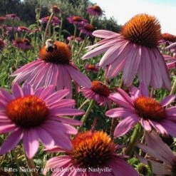 #1 Echinacea Pur Magnus/ Purple Coneflower Native (TN)