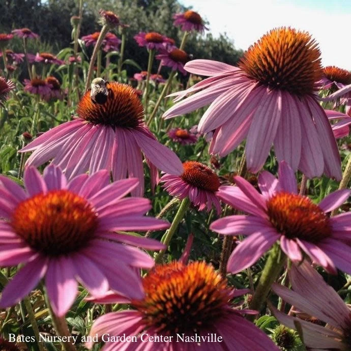 #1 Echinacea Pur Magnus/ Purple Coneflower Native (TN) 3 #1 Echinacea Pur Magnus/ Purple Coneflower Native (TN)
