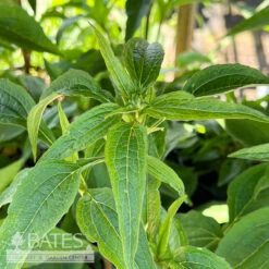 #1 Echinacea Pur Primadonna Deep Rose/ Pink Coneflower Native (TN)