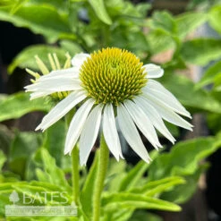 #1 Echinacea Pur Primadonna White/ Coneflower Native (TN)