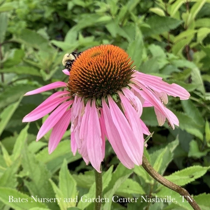 #1 Echinacea Purpurea/ Coneflower Native (TN) 4 #1 Echinacea Purpurea/ Coneflower Native (TN) - Image 2