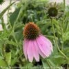 #1 Echinacea Purpurea/ Coneflower Native (TN) 2 #1 Echinacea Purpurea/ Coneflower Native (TN) -ANZ Trees Shop 1 echinacea purpurea coneflower native tn