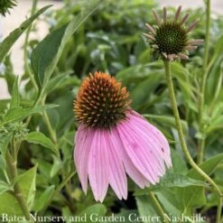 #1 Echinacea Purpurea/ Coneflower Native (TN)